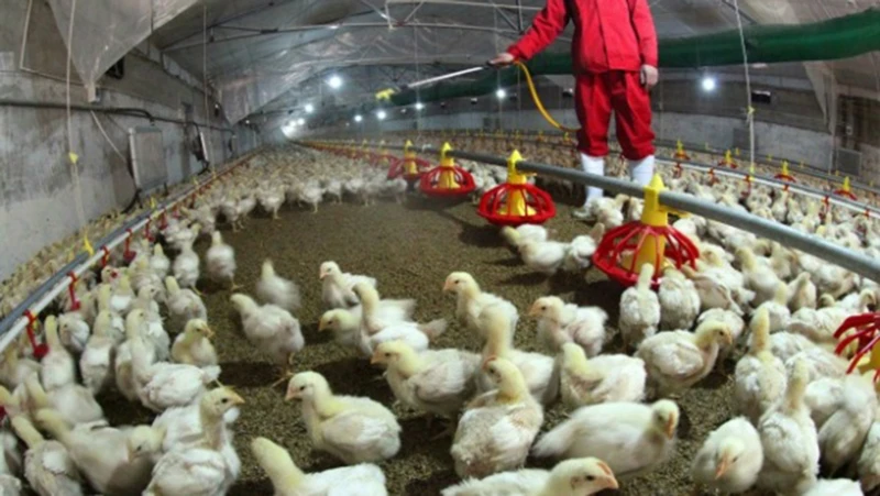 Trang trại chăn nuôi gà ở tỉnh Giang Tô, Trung Quốc