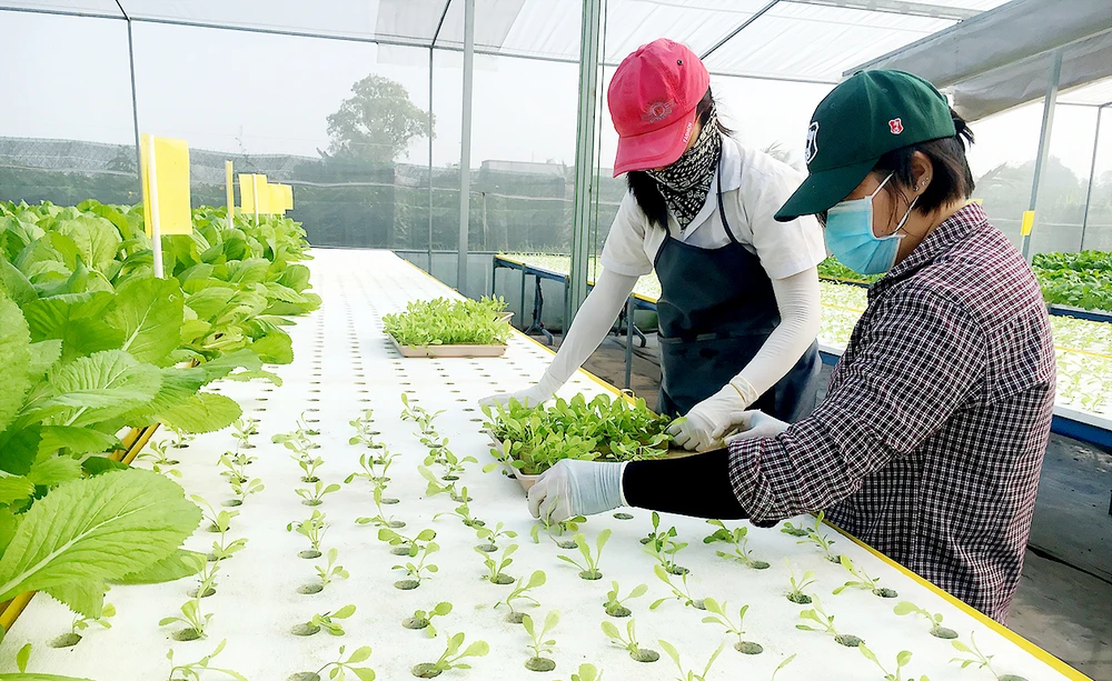 Nhà màng trồng rau công nghệ cao của nông dân Lê Văn Dễ (huyện Hóc Môn)