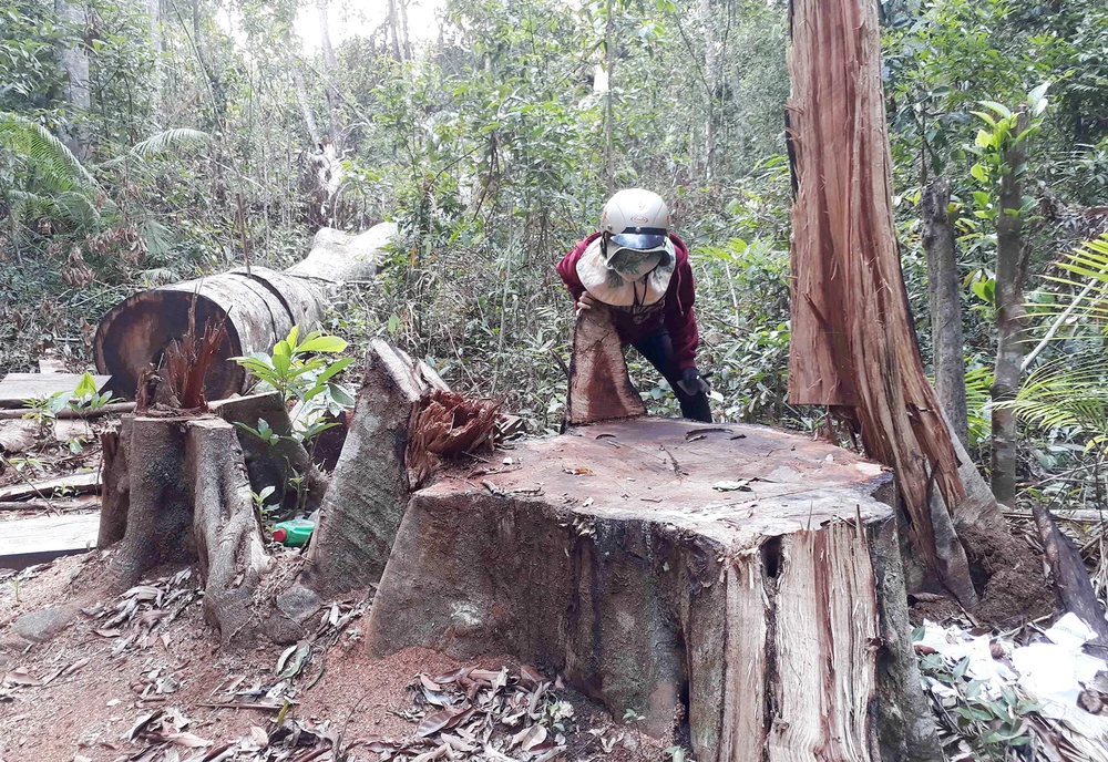 Rừng ở huyện Kbang, tỉnh Gia Lai bị đốn hạ