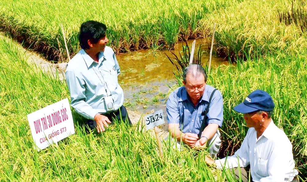 GS-TS Võ Tòng Xuân (ngồi giữa) và kỹ sư Hồ Quang Cua (đứng bên trái) thăm đồng lúa ST