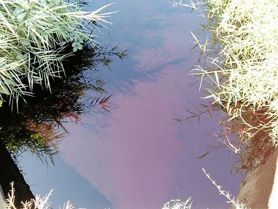 Nước thải từ khu tiểu thủ công nghiệp Lê Minh Xuân không qua xử lý, đổ thẳng vào môi trường, gây ô nhiễm nguồn nước