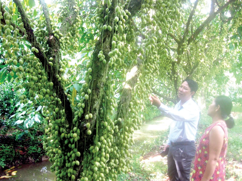 Vườn dâu Hạ Châu, điểm du lịch nông nghiệp thế mạnh của huyện Phong Điền (Cần Thơ)