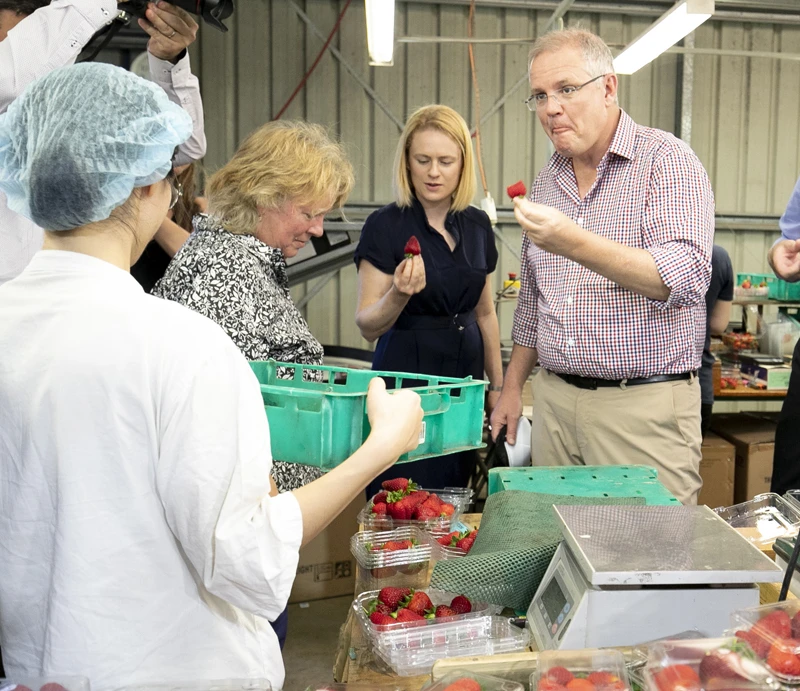 Thủ tướng Australia Scott Morrison (phải) thử dâu tây tại trang trại dâu tây Chambers Flat ở Đông Nam Queensland, Australia, ngày 5-11-2018. AAP