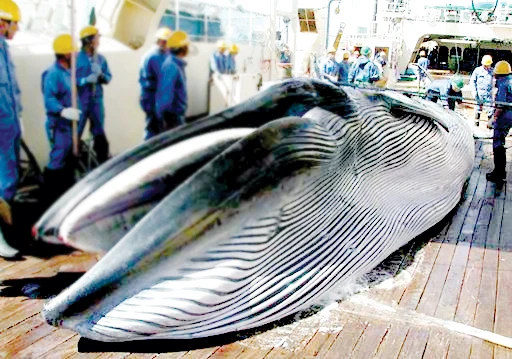 Nhật Bản đánh bắt cá voi trở lại