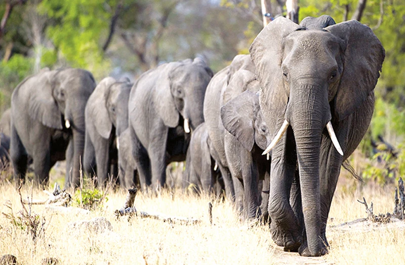 4 nước châu Phi muốn dỡ bỏ lệnh cấm buôn bán ngà voi