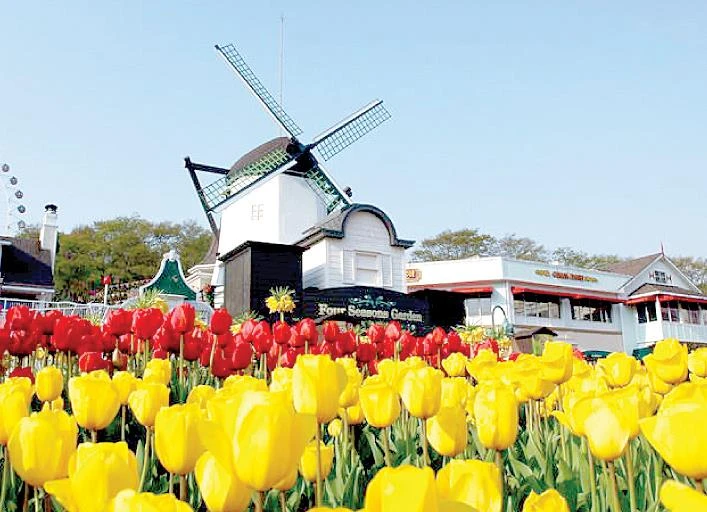 Lễ hội hoa tulip ở công viên Everland