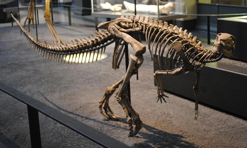 Phát hiện hóa thạch khủng long chân chim mới