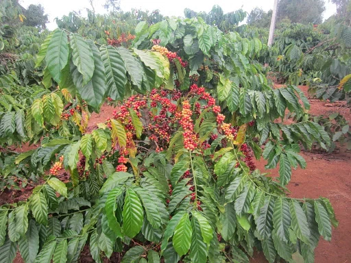 Cà phê là một trong những cây trồng tốt nhất để trồng xen canh