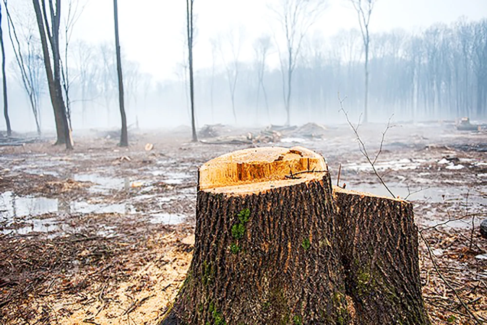 Nạn chặt phá rừng cũng là nguyên nhân khiến đất đai bị ảnh hưởng nặng