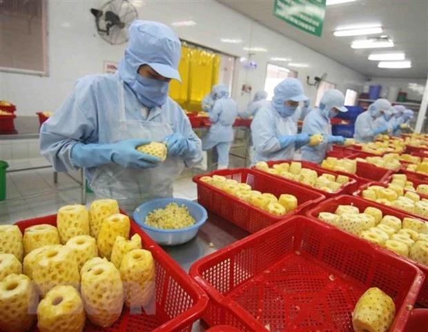 Chế biến sản phẩm dứa đóng hộp tại nhà máy của Công ty CP xuất nhập khẩu nông sản An Giang. Ảnh: TTXVN