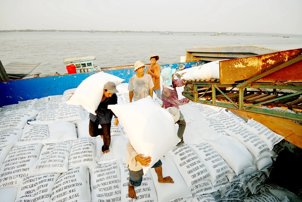 Các doanh nghiệp ở An Giang thu mua gạo chất lượng cao phục vụ xuất khẩu. Ảnh: HOÀNG LÊ 