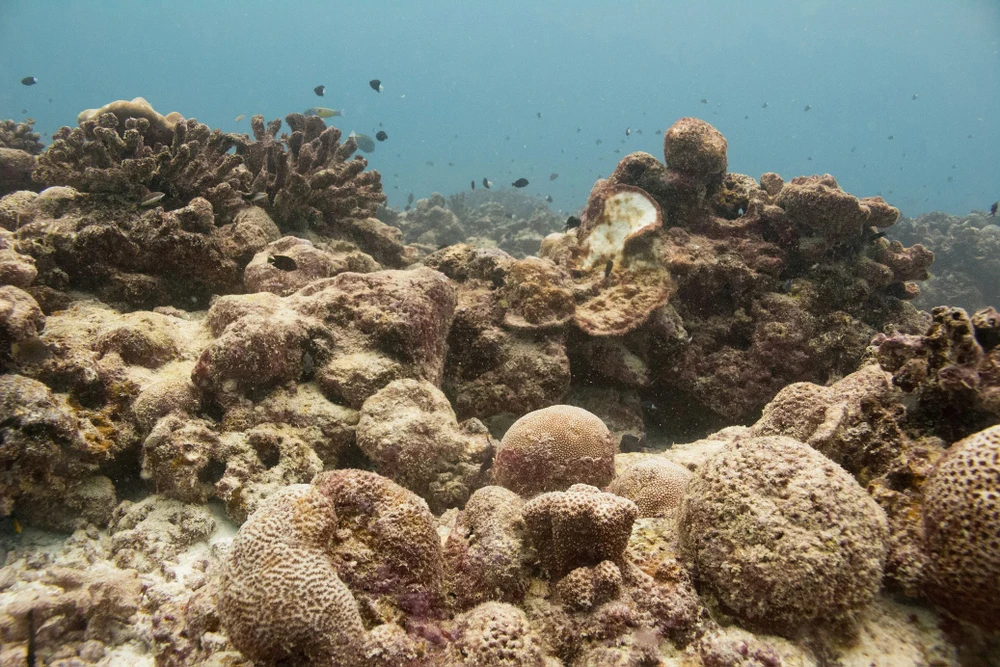 Rạn san hô chết do biến đổi khí hậu tại khu vực đảo Giáng sinh, Australia