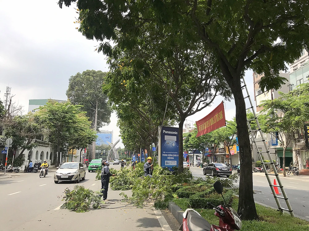 Nhân viên Công ty TNHH MTV công viên cây xanh TPHCM cắt tỉa cây trên đường Trường Sơn, quận Tân Bình, TPHCM