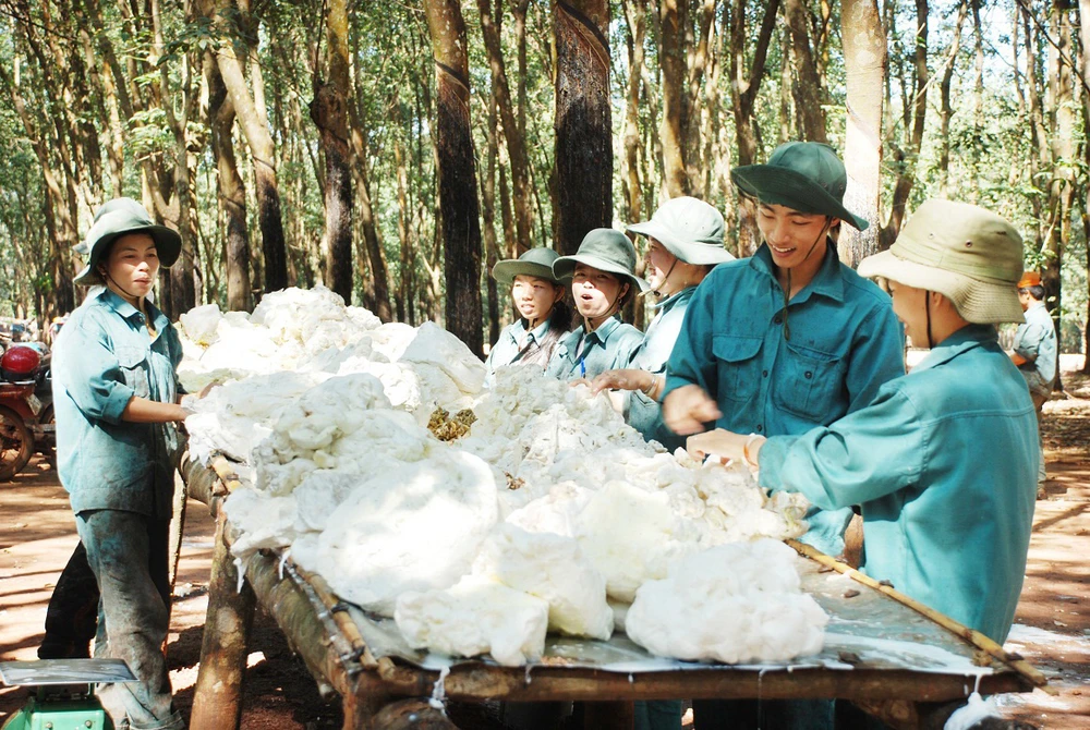 Mủ cao su là mặt hàng xuất khẩu chủ lực của Bình Phước