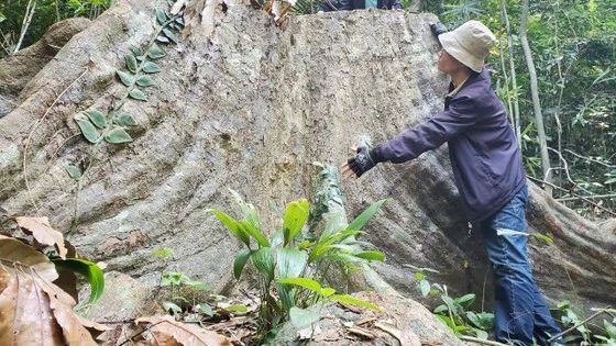 PV Báo SGGP bên gốc cây rừng cổ thụ hàng trăm năm tuổi với đường kính rất lớn bị cưa hạ giữa rừng phòng hộ Vân Canh