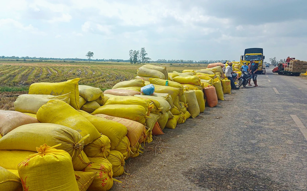 Giá lúa hè thu mua tại ruộng ở ĐBSCL đang cao kỷ lục, từ 7.000 đồng đến gần 9.000 đồng/kg