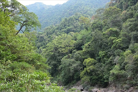 Rừng xanh ở tỉnh Thừa Thiên Huế