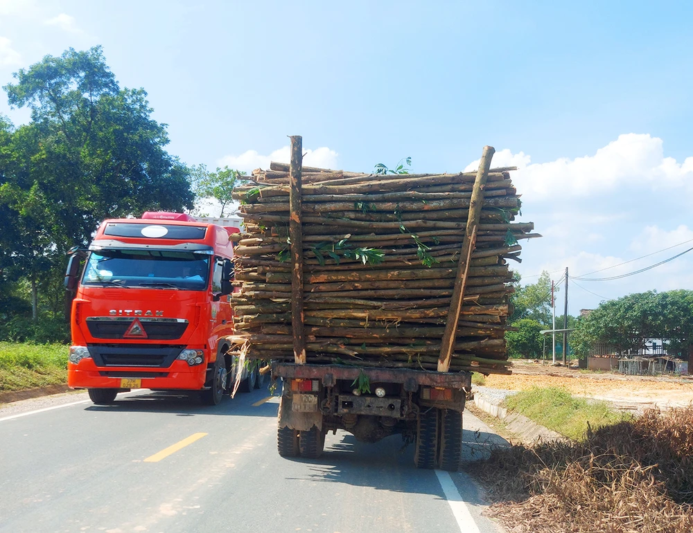 Xe tải chở gỗ keo lá tràm cồng kềnh