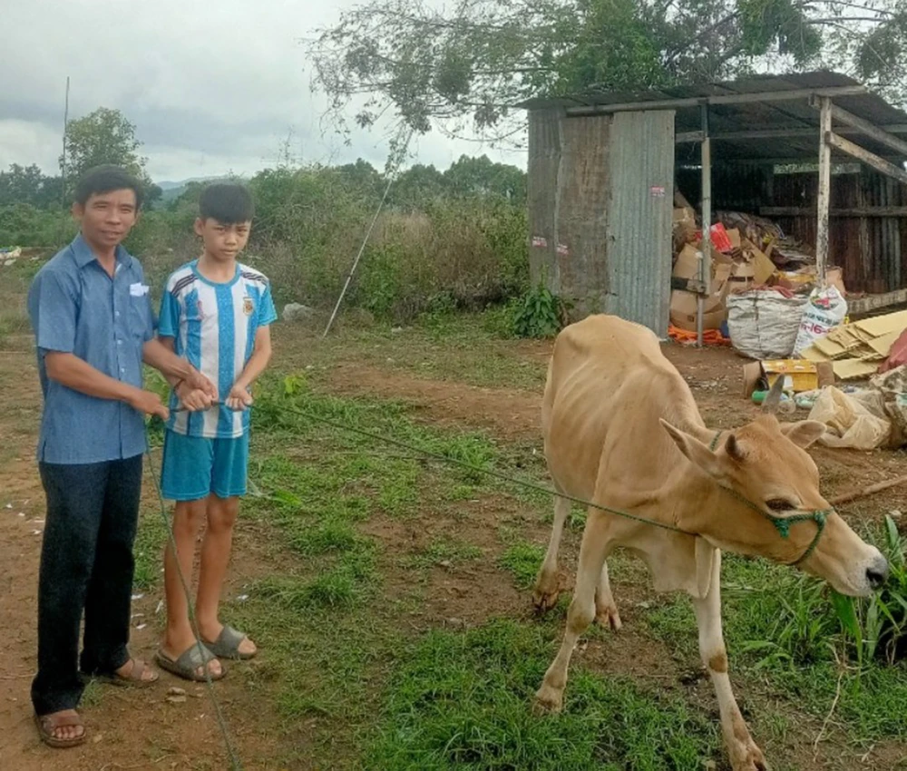 Ngay khi nhận tiền, xã Đăk Hring đã hướng dẫn gia đình em Phạm Văn Hải Dương mua bò về nuôi