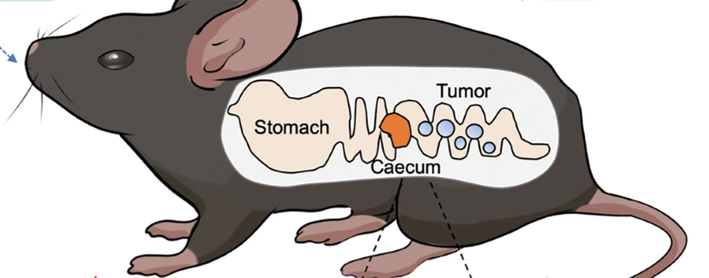 Vi khuẩn probiotic limosilactobacillus fermentum GR-3 có thể ngăn chặn khối u ở chuột. Ảnh: NATURE