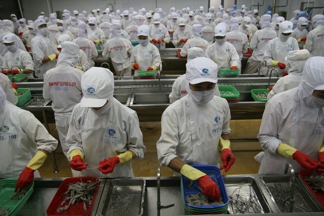A shrimp processing line of Minh Phú Seafood Corporation. — Photo cafef.vn