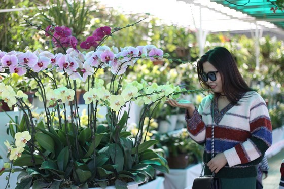 Int'l bonsai & flower exhibition opens in Dalat