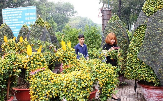 HCMC people prepare bonsai flowers for Tet
