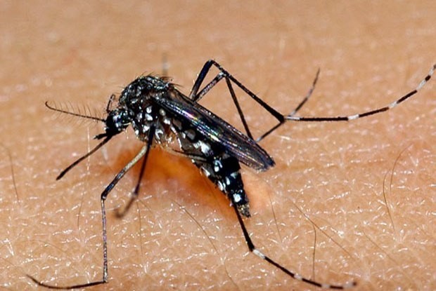 Korean woman suspected of catching Chikungunya fever