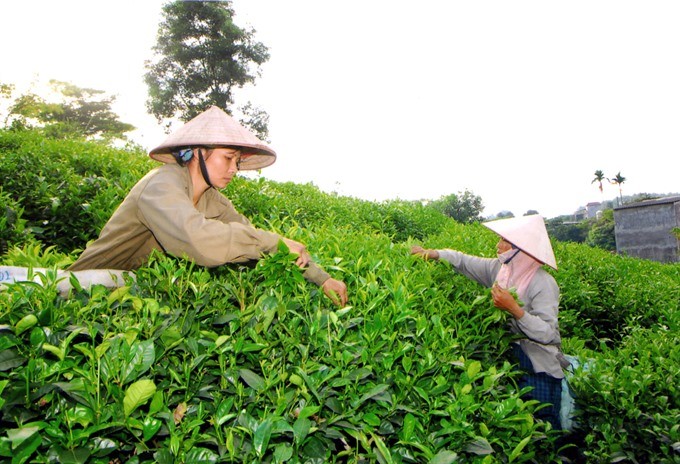 Vietnamese tea wins “Teas of the World” awards 