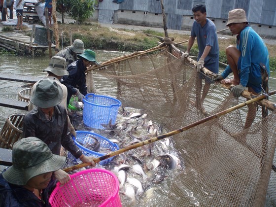 Tra fish prices increase to record high