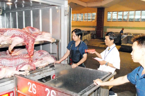 Hiện nay người dân đang vào cuộc "giải cứu thịt heo". Trong ảnh: Nhân viên thú y kiểm tra thịt heo vận chuyển từ các lò giết mổ trước khi đưa vào chợ 