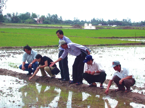 Ông Lê Quốc Phong - TGĐ (bìa trái) cùng các chuyên gia nghiên cứu tại ruộng lúa