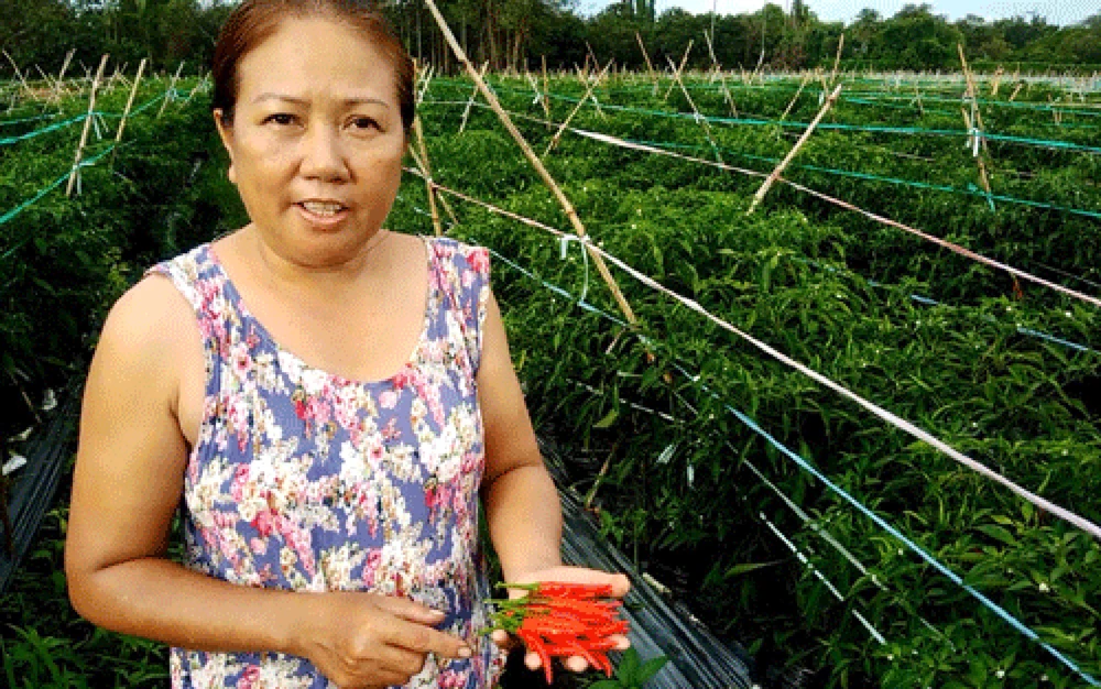Chị Xuân giới thiệu sản phẩm ớt “bán công nghệ cao” của mình