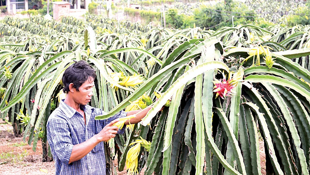 Mô hình trồng thanh long ruột đỏ tại xã Hưng Thịnh, Trảng Bom, đem lại thu nhập cao cho người dân