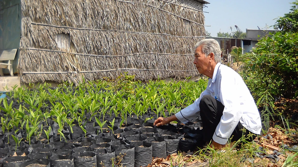 Ông Ba Lạc chăm sóc đám riềng giống cung ứng cho nông dân có nhu cầu trồng riềng