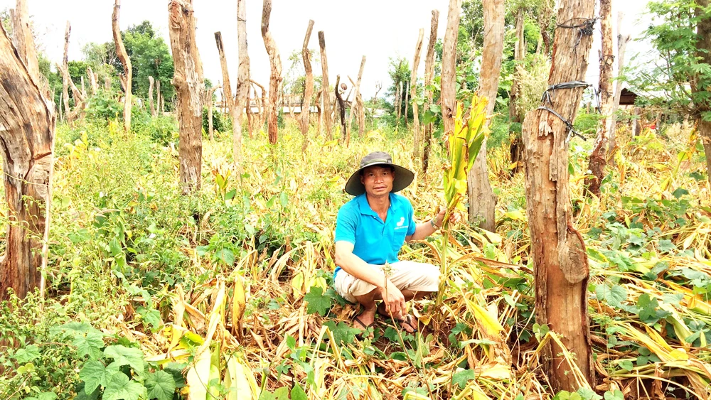 Vườn nghệ của ông Đào Đình Quang đã tàn lụi nhưng không có ai mua