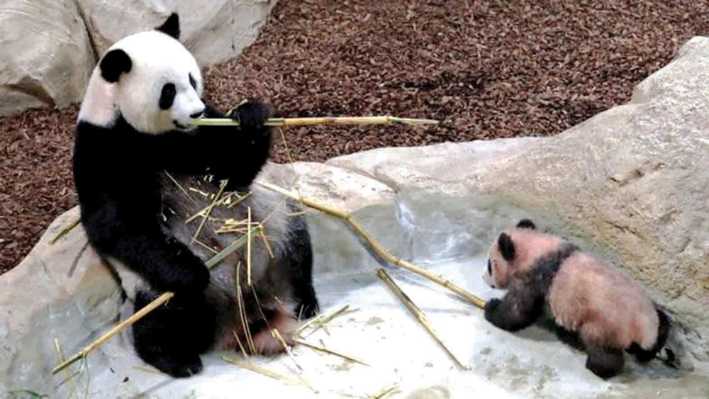 Yuan Meng cùng mẹ tại vườn thú Beauval