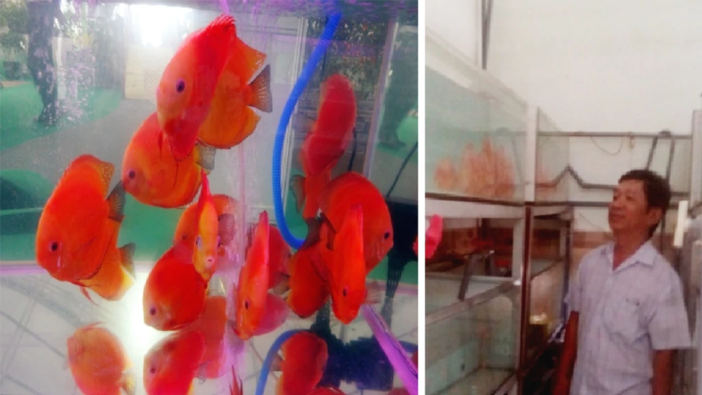 Phan Văn Lâm giới thiệu mô hình nuôi cá đĩa của mình