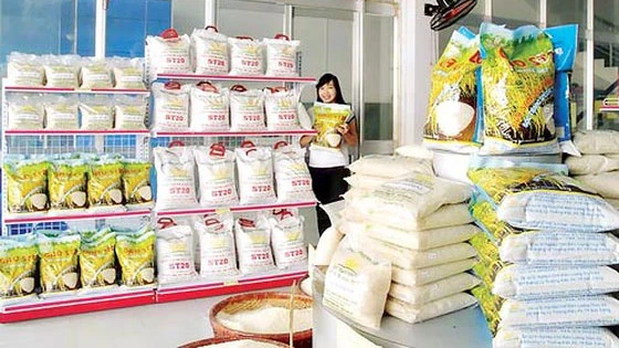 Japonica có thể trở thành gạo xuất khẩu chủ lực của Việt Nam