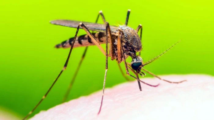Sốt vàng da do muỗi Aedes aegypti gây nên. Ảnh: Imperial