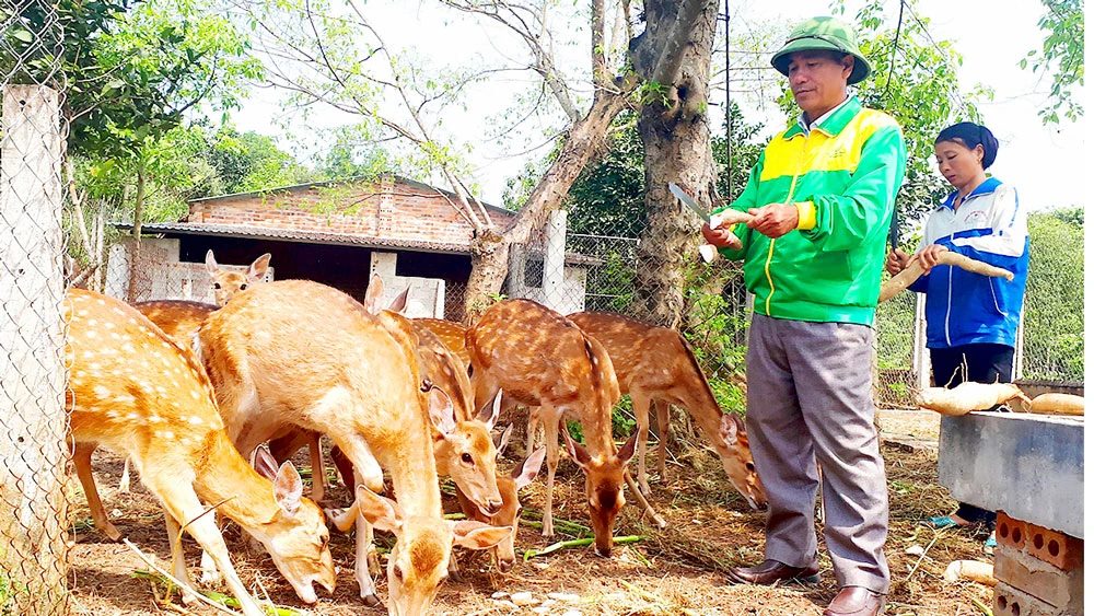 Ông Phạm Quang Hùng chăm sóc đàn hươu tại trang trại của mình