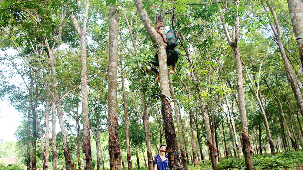 Hiểm nguy thường rình rập đối với công việc của người thợ rừng do luôn phải trèo lên cây
