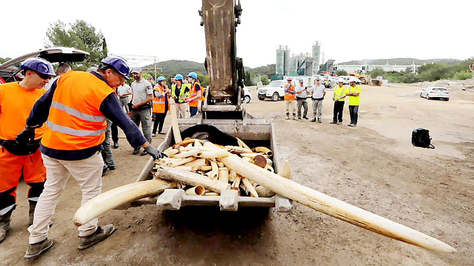 Pháp tiêu hủy hơn 500kg ngà voi