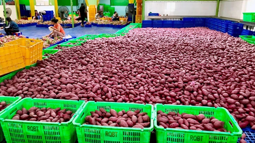 45 tấn khoai lang đã được MM Mega Market Việt Nam xuất khẩu sang hệ thống big C Thái Lan