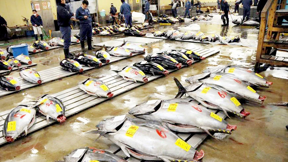 Chợ đấu giá cá ngừ gặp khó vì nắng nóng