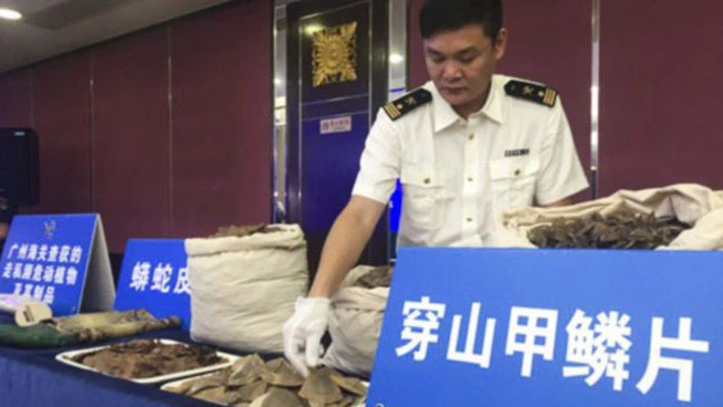 Hải quan Quảng Đông công bố vụ phát hiện hơn 7 tấn vảy tê tê buôn lậu vào Trung Quốc. ẢNH: People.com.cn