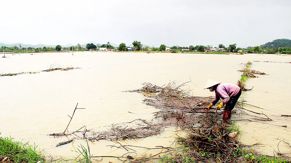 Ruộng đồng của nông dân Bình Định chìm trong biển nước. Ảnh: NGỌC OAI