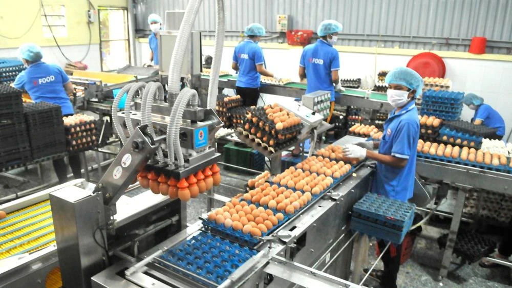 Sử dụng robot trong xử lý trứng, thực hiện sản xuất xanh tại doanh nghiệp ở TPHCM. Ảnh: CAO THĂNG