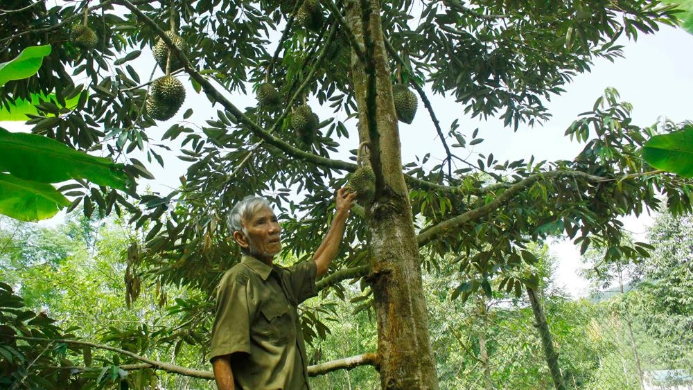 Ông Trương Văn Một (82 tuổi, xã Hành Tín Đông, huyện Nghĩa Hành) trồng hơn 100 cây sầu riêng