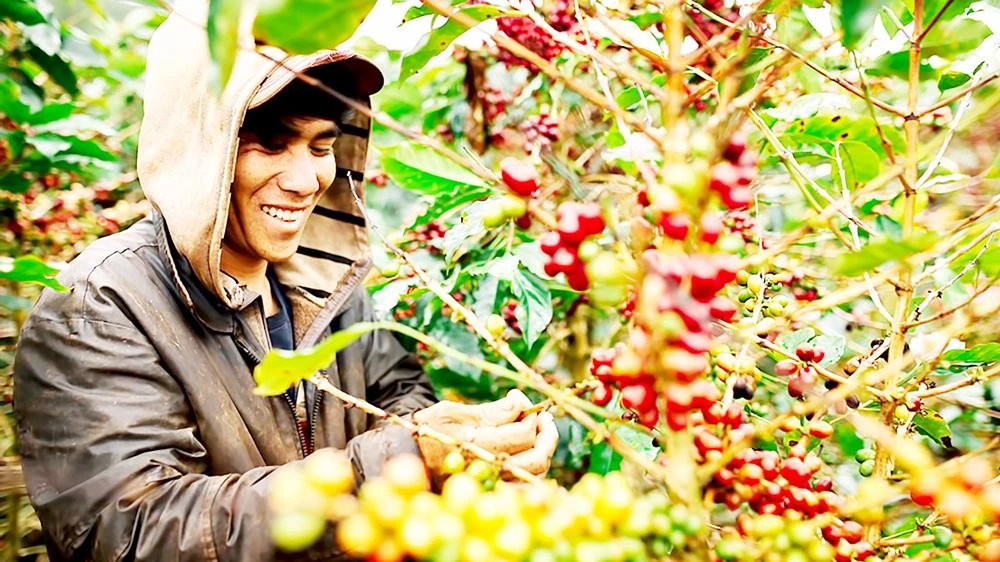 Ngành cà phê dự báo xuất khẩu giảm do cung vượt cầu